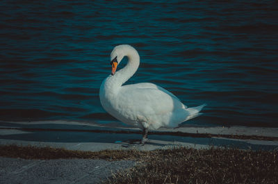 Swan in lake