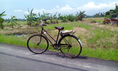 Bicycle on tree against sky