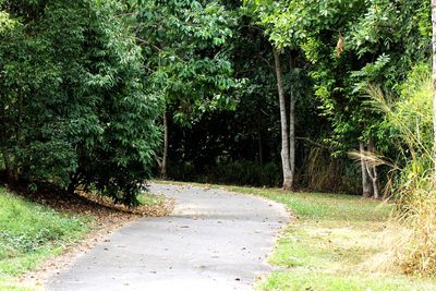 Footpath amidst trees