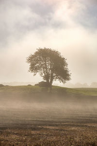 Tree on field against sky