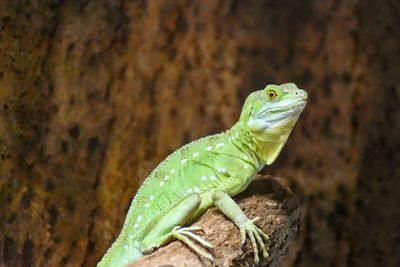 Close-up of lizard on rock