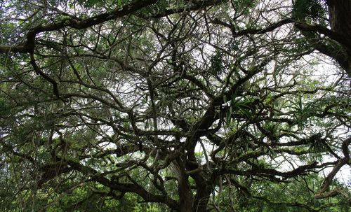 Low angle view of trees in forest