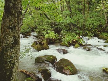 River flowing through forest