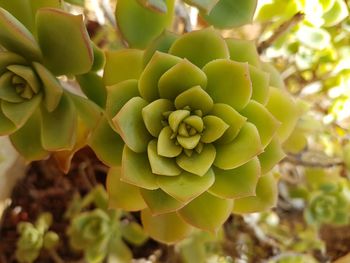 Close-up of green leaves