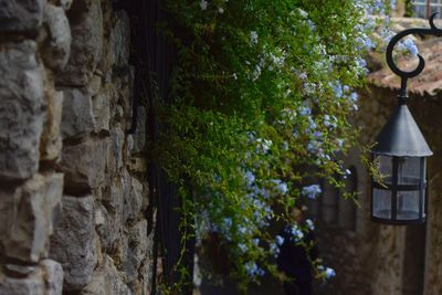 Close-up of tree against building