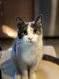 Close-up of cat sitting at home