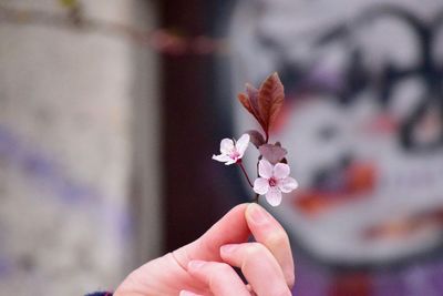 Close-up of hand holding cherry blossom