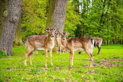 View of deer standing on tree trunk