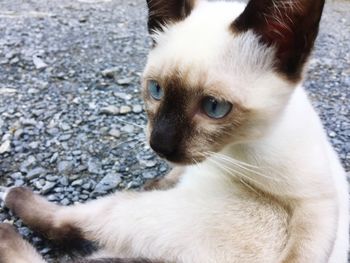 Close-up of cat looking away