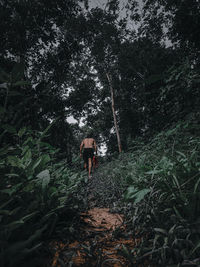 Rear view of person walking by plants in forest