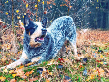 Dog relaxing on field