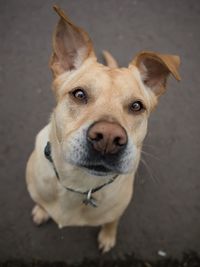 Portrait of dog sitting on road