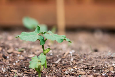 Close-up of plant growing on field