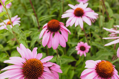 Close-up of pink flower