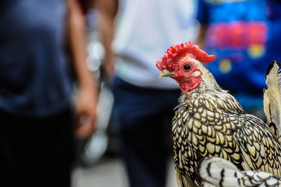 Close-up of rooster