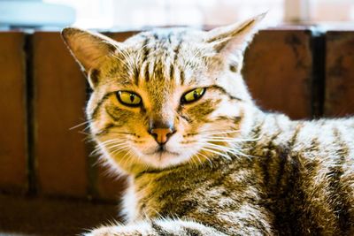 Close-up portrait of cat