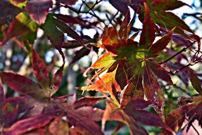 Close-up of maple leaves on branch