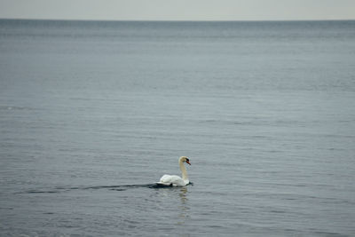 Swan swimming in sea against sky