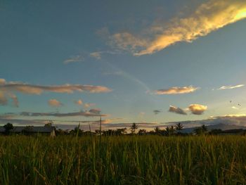 Scenic view of field against sky at sunset