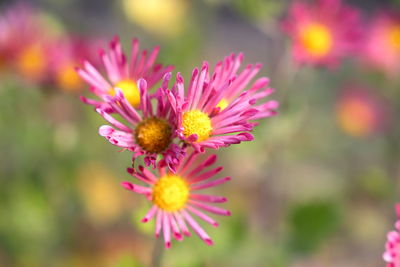 Close-up of pink flower