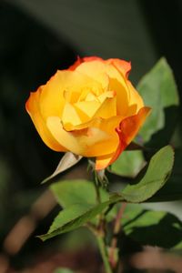 Close-up of yellow rose blooming outdoors