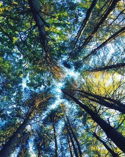 Low angle view of trees in forest