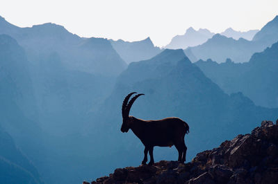 Horse standing on rock against mountains