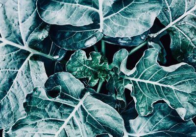 High angle view of leaves on plant