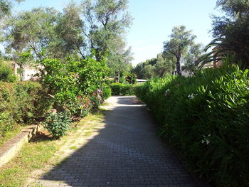 Footpath leading towards trees