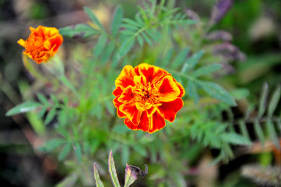 Close-up of orange marigold flower