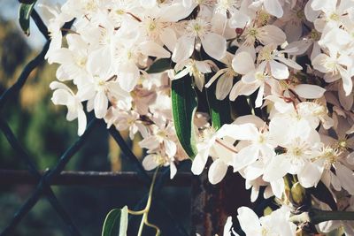 Close-up of white flowers on tree