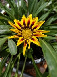 Close-up of yellow flower