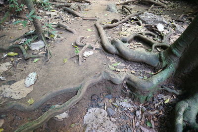 High angle view of driftwood on land