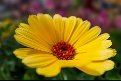 Close-up of yellow flower