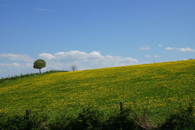 Scenic view of field against sky