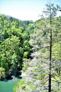 Scenic view of forest