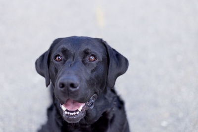 Close-up portrait of a dog