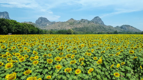Scenic view of yellow flowers growing in field