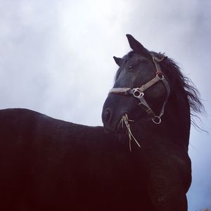 Low angle view of a horse