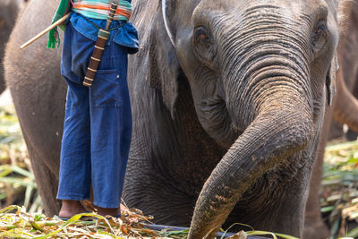 An elephant mahout stands beside the elephant's head.
