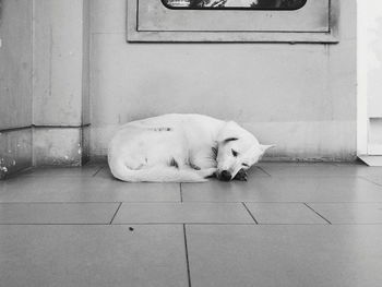 Close-up of dog sleeping