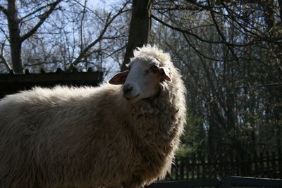Sheep in a farm
