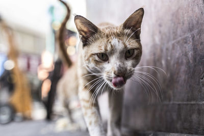 Close-up portrait of a cat