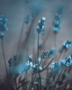 Close-up of flowering plant on field