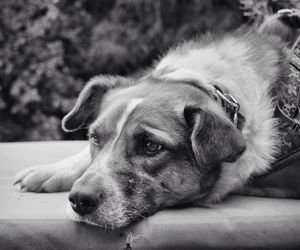 Close-up of dog resting