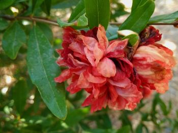 Close-up of red flowering plant