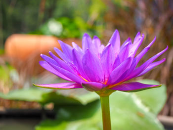 Close-up of pink water lily