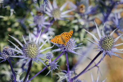 Close-up of butterfly pollinating on flower