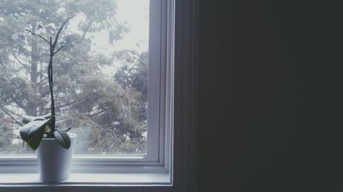 Trees and table against sky seen through window