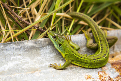Close-up of lizard